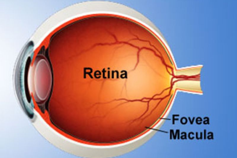 Retina Vitreous